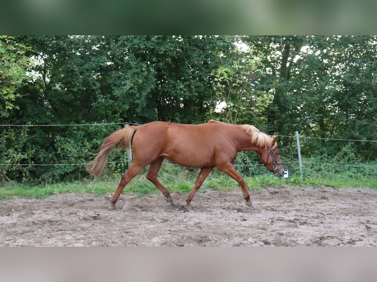 Andere Rassen Mix Hengst 3 Jaar 146 cm Vos in Schlichting