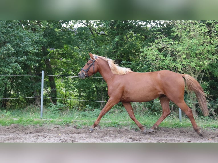 Andere Rassen Mix Hengst 3 Jaar 146 cm Vos in Schlichting