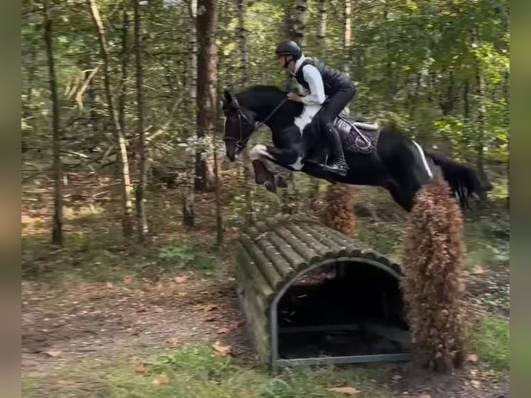 Andere Rassen Hengst 3 Jaar 147 cm  in Oost West en Middelbeers