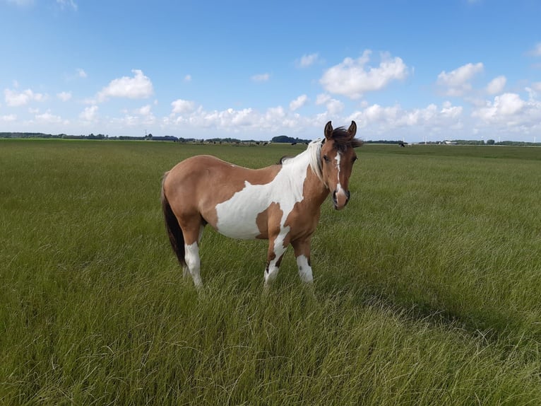 Andere Rassen Hengst 3 Jaar 150 cm Falbe in Tzummarum