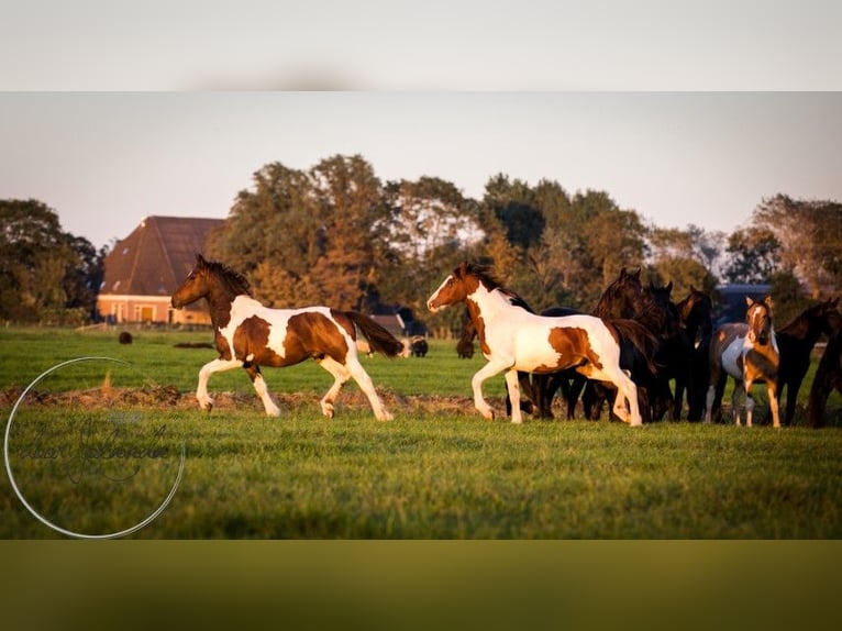 Andere Rassen Hengst 3 Jaar 150 cm Falbe in Tzummarum