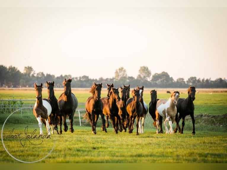 Andere Rassen Hengst 3 Jaar 150 cm Falbe in Tzummarum