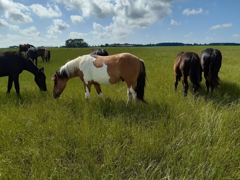 Andere Rassen Hengst 3 Jaar 150 cm Falbe in Tzummarum