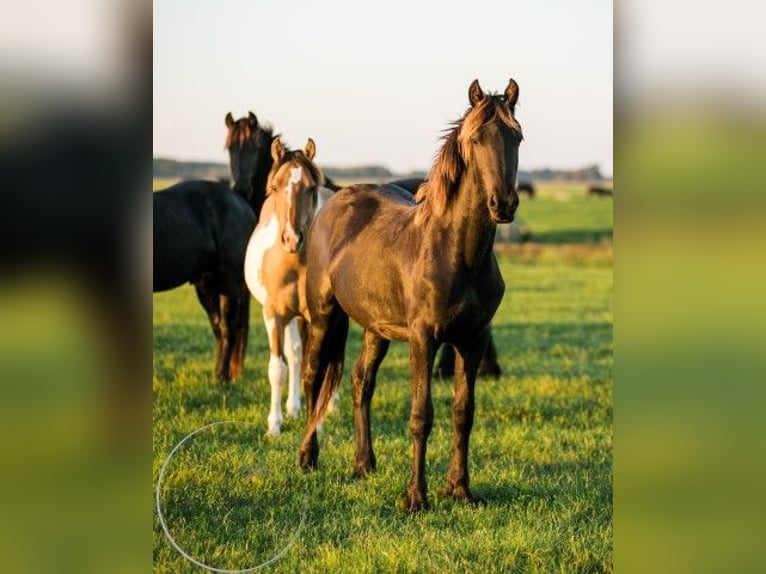 Andere Rassen Hengst 3 Jaar 150 cm Falbe in Tzummarum