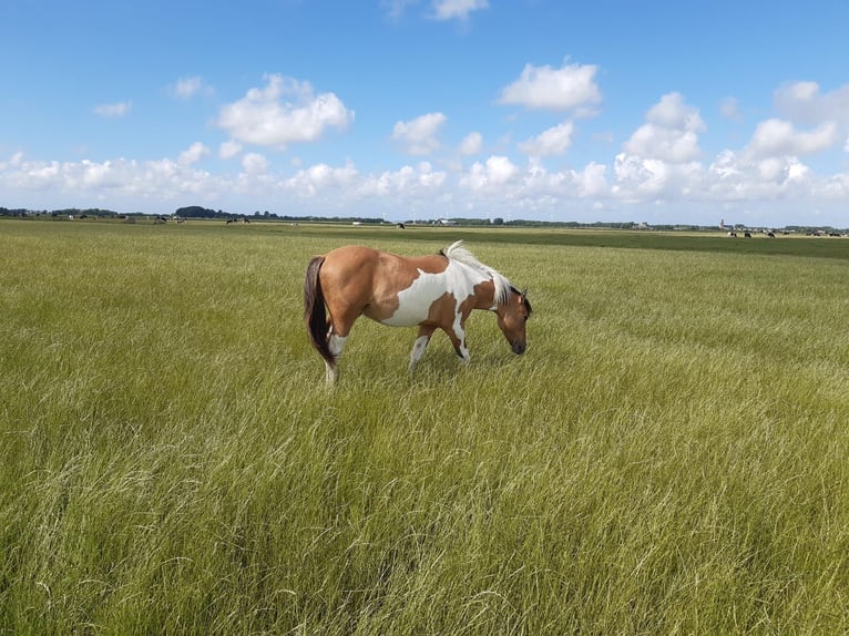 Andere Rassen Hengst 3 Jaar 150 cm Falbe in Tzummarum