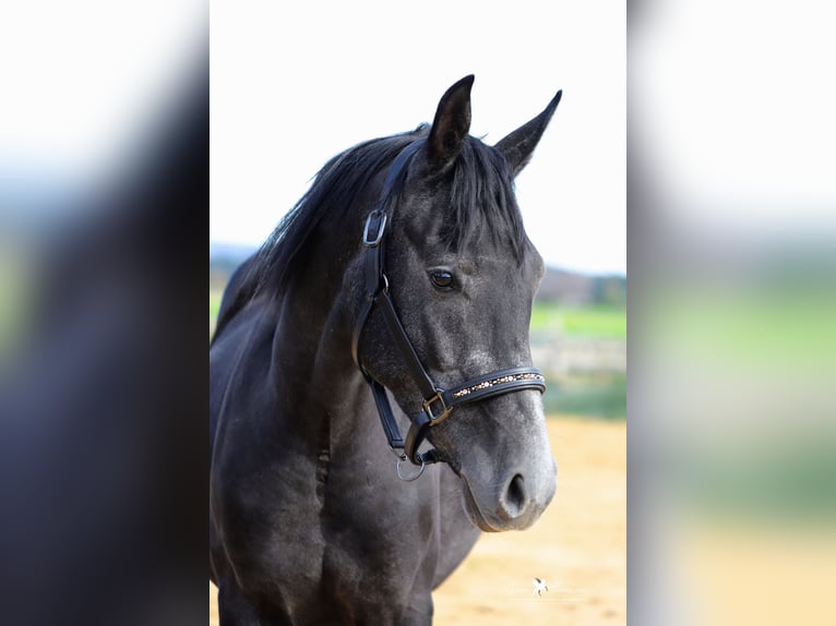 Andere Rassen Mix Hengst 3 Jaar 150 cm Zwartschimmel in Versmold