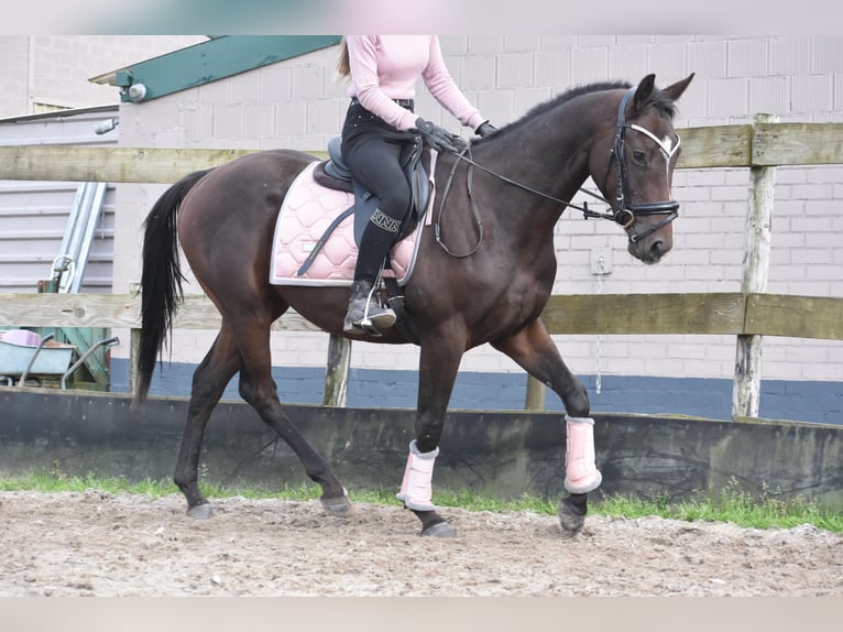 Andere Rassen Hengst 3 Jaar 151 cm Donkerbruin in Achtmaal