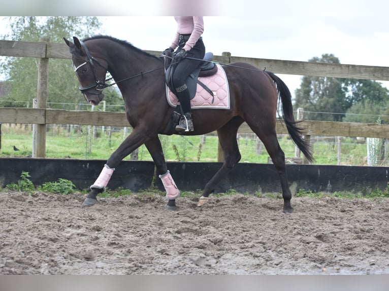 Andere Rassen Hengst 3 Jaar 151 cm Donkerbruin in Achtmaal