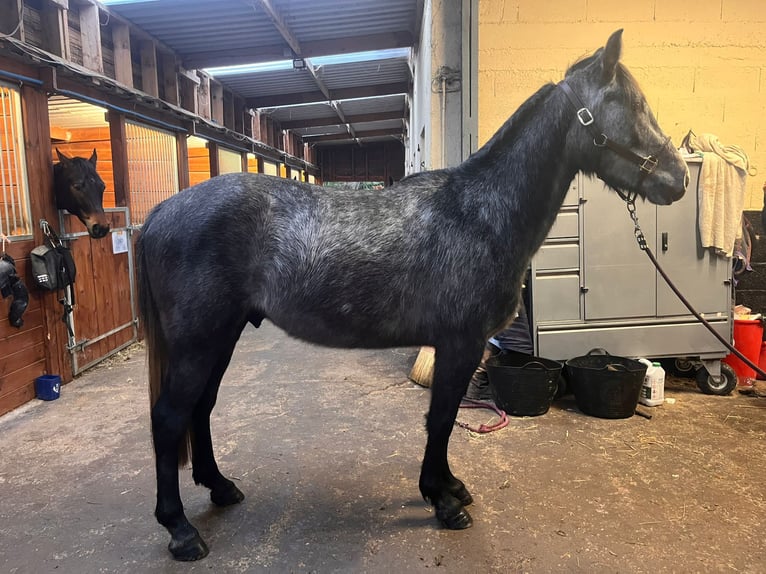 Andere Rassen Hengst 3 Jaar 152 cm Schimmel in Orbec