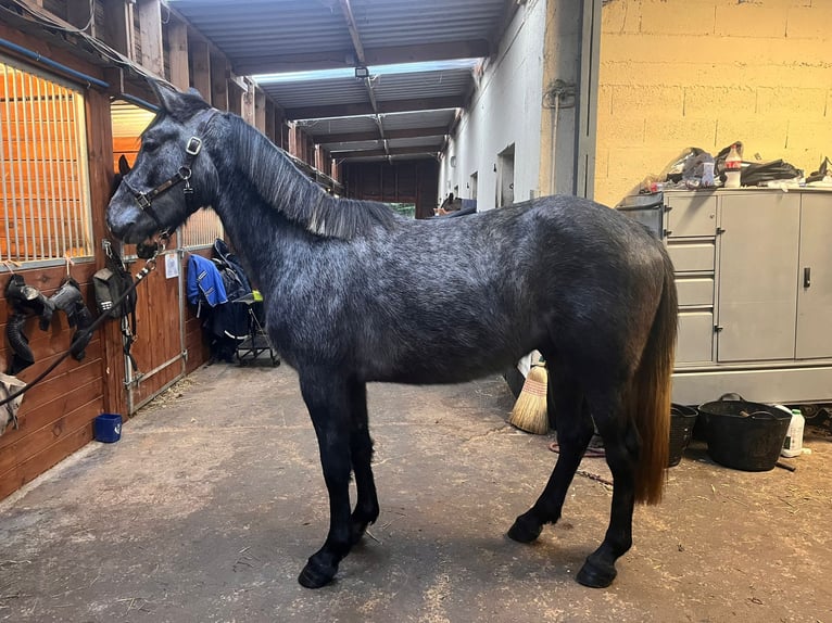 Andere Rassen Hengst 3 Jaar 152 cm Schimmel in Orbec