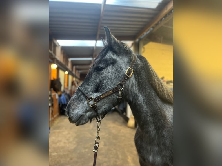 Andere Rassen Hengst 3 Jaar 152 cm Schimmel in Orbec