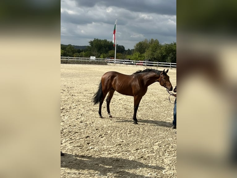 Andere Rassen Hengst 3 Jaar 166 cm Bruin in Pleven