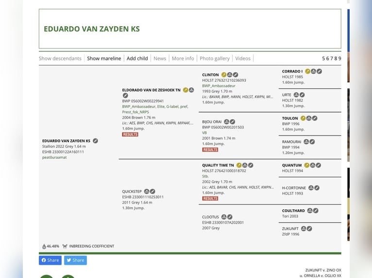 Andere Rassen Hengst 3 Jaar 166 cm Schimmel in Kalmaru