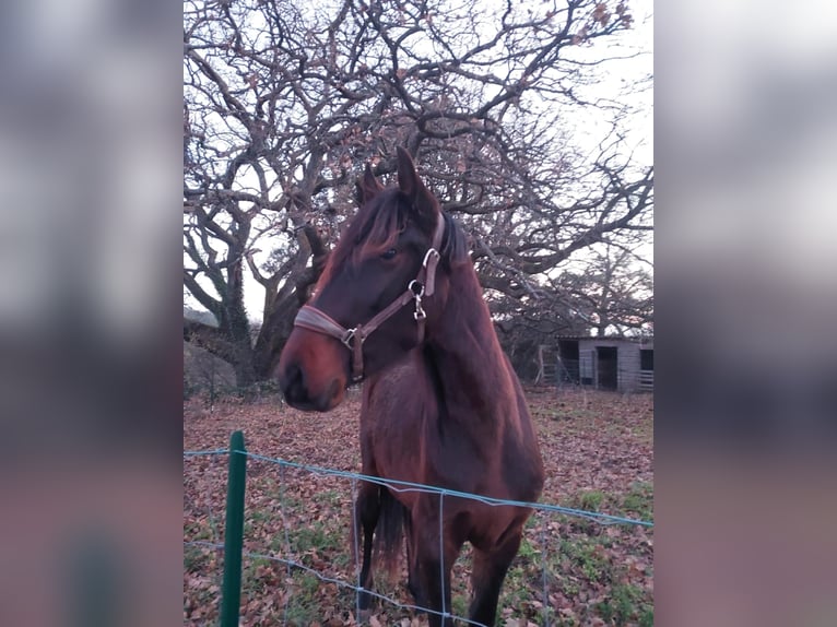 Andere Rassen Mix Hengst 3 Jaar 175 cm Roodbruin in Visan