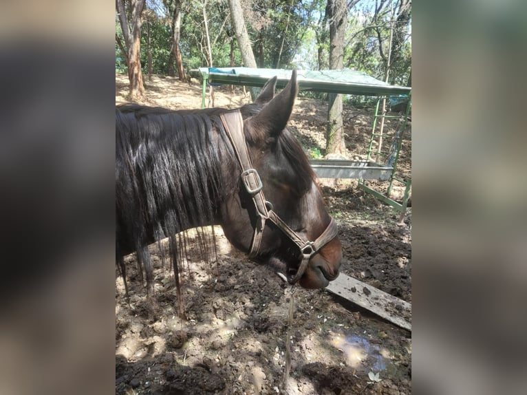 Andere Rassen Mix Hengst 3 Jaar 175 cm Roodbruin in Visan