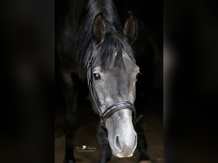 Andere Rassen Mix Hengst 4 Jaar 150 cm Zwartschimmel in Versmold