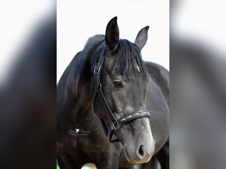 Andere Rassen Mix Hengst 4 Jaar 150 cm Zwartschimmel in Versmold