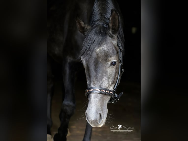 Andere Rassen Mix Hengst 4 Jaar 150 cm Zwartschimmel in Versmold