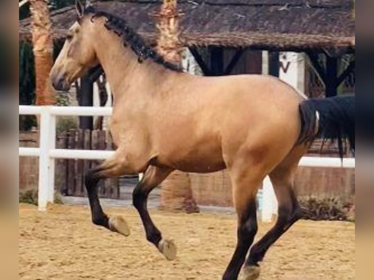 Andere Rassen Mix Hengst 4 Jaar 166 cm Roodbruin in Malaga