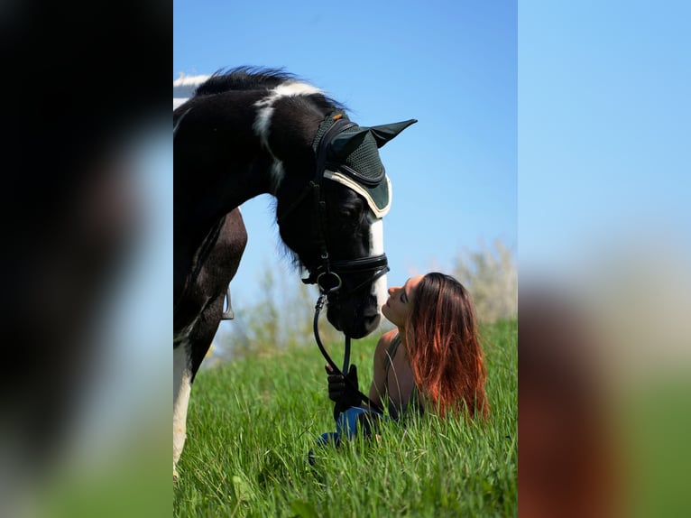 Andere Rassen Hengst 4 Jaar 170 cm Gevlekt-paard in Sassuolo