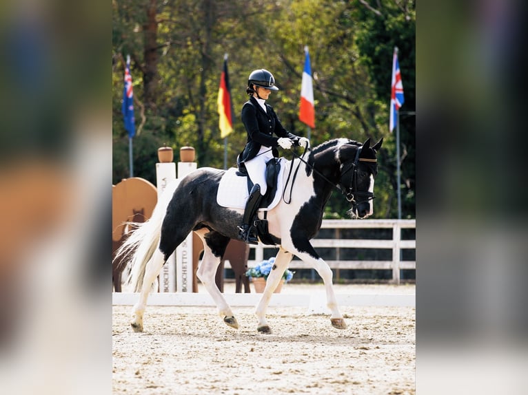 Andere Rassen Hengst 4 Jaar 172 cm Gevlekt-paard in Montegibbio