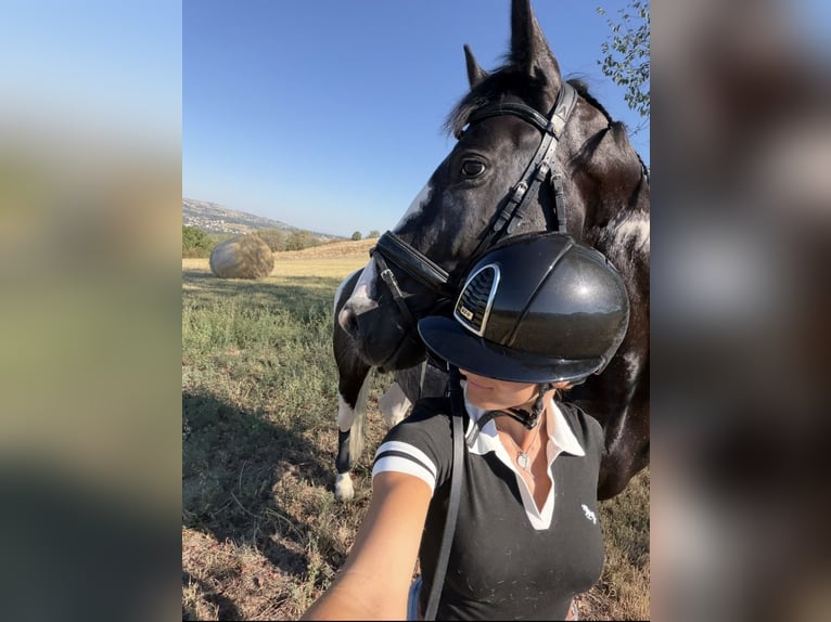 Andere Rassen Hengst 4 Jaar 172 cm Gevlekt-paard in Montegibbio
