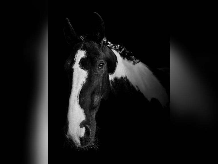 Andere Rassen Hengst 4 Jaar 172 cm Gevlekt-paard in Montegibbio