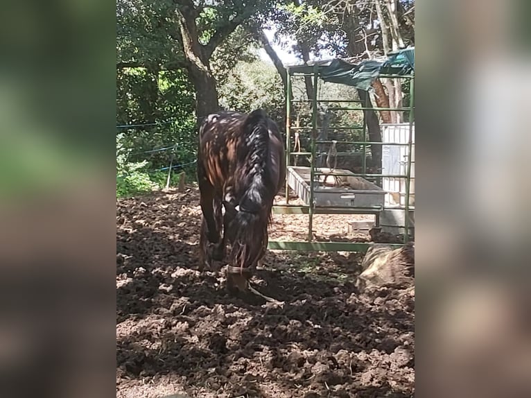 Andere Rassen Mix Hengst 4 Jaar 175 cm Roodbruin in Visan