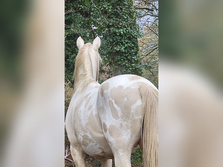 Andere Rassen Hengst 5 Jaar 155 cm Perlino in Compreignac