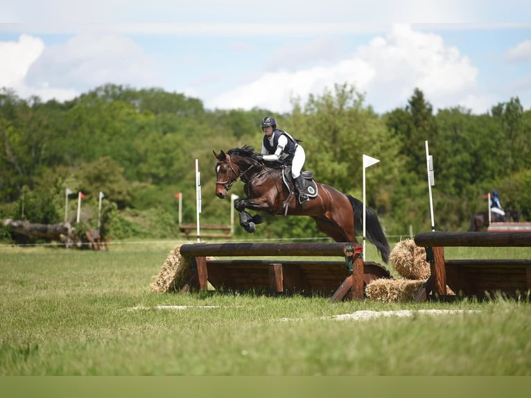 Andere Rassen Hengst 5 Jaar 165 cm Donkerbruin in Embrun