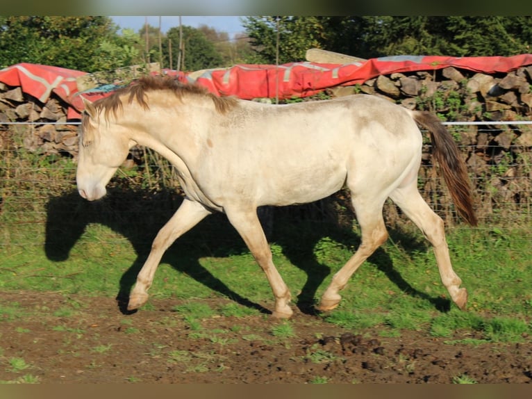 Andere Rassen Hengst 6 Jaar 156 cm Champagne in La Ferrière-au-Doyen