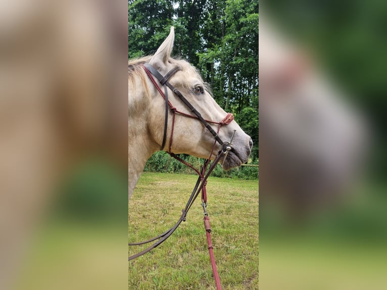 Andere Rassen Hengst 6 Jaar 156 cm Champagne in La Ferrière-au-Doyen