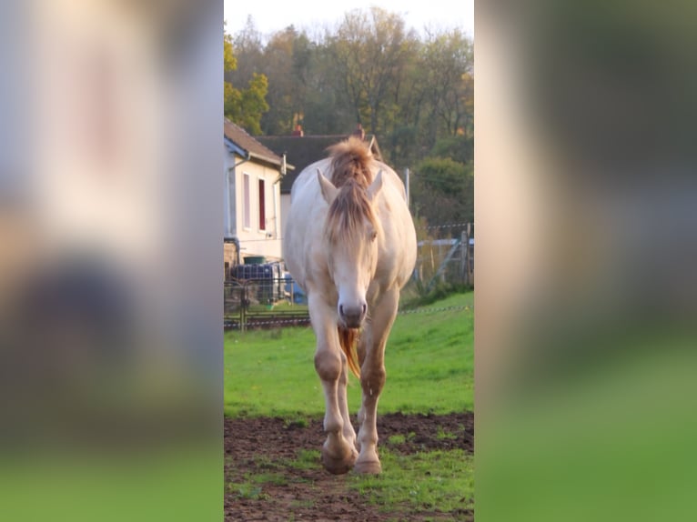 Andere Rassen Hengst 6 Jaar 156 cm Champagne in La Ferrière-au-Doyen