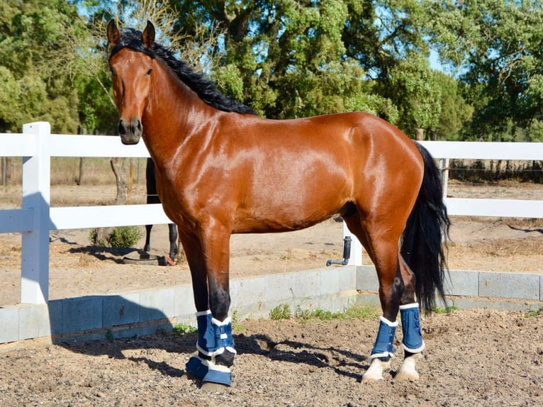 Andere Rassen Hengst 6 Jaar 165 cm Bruin in Navas Del Madroño