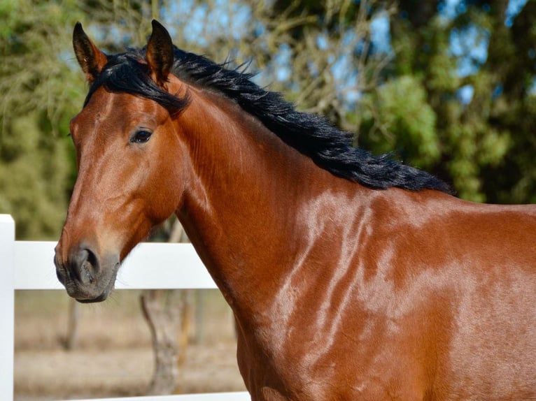 Andere Rassen Hengst 6 Jaar 165 cm Bruin in Navas Del Madroño