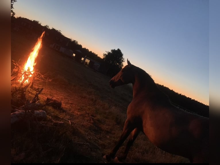 Andere Rassen Hengst 8 Jaar 153 cm Buckskin in Niederkr&#xFC;chten
