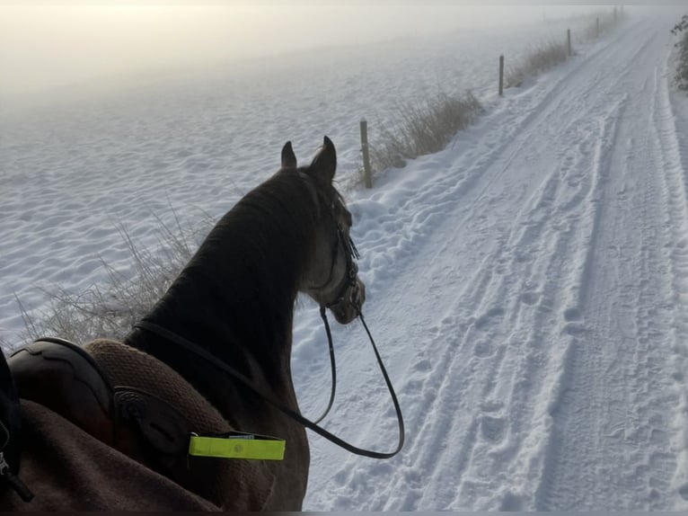 Andere Rassen Hengst 8 Jaar 153 cm Buckskin in Niederkr&#xFC;chten