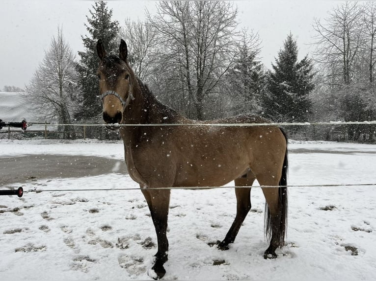 Andere Rassen Hengst 8 Jaar 153 cm Buckskin in Niederkr&#xFC;chten