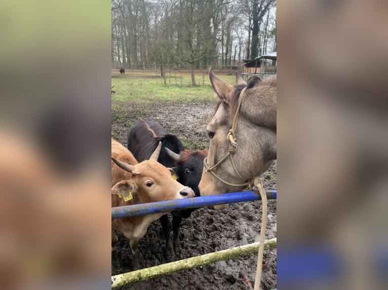 Andere Rassen Hengst 8 Jaar 153 cm Buckskin in Niederkr&#xFC;chten