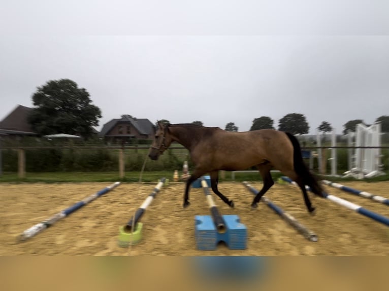 Andere Rassen Hengst 8 Jaar 153 cm Buckskin in Niederkr&#xFC;chten