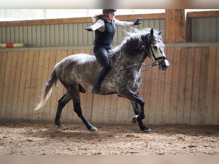 Andere Rassen Hengst 8 Jaar 157 cm Zwartschimmel in Nettersheim