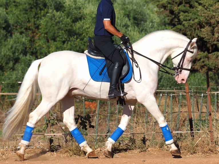 Andere Rassen Hengst 8 Jaar 160 cm Perlino in NAVAS DEL MADRONO