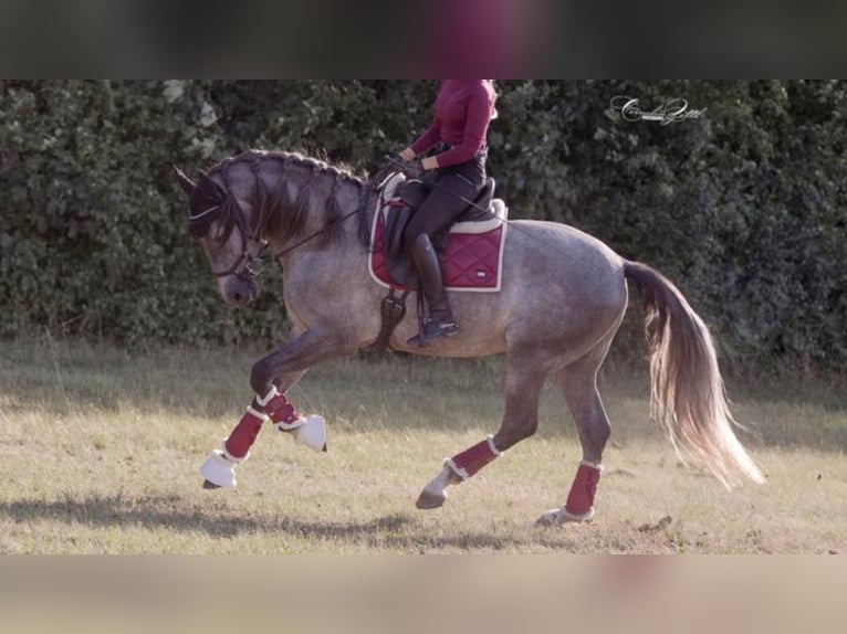 Andere Rassen Hengst 8 Jaar 163 cm Schimmel in NAVAS DEL MADRONO