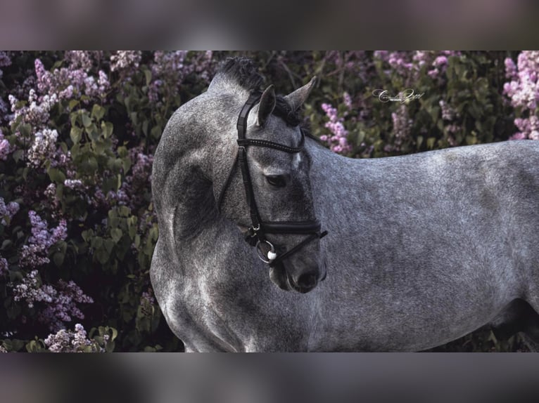 Andere Rassen Hengst 8 Jaar 163 cm Schimmel in NAVAS DEL MADRONO