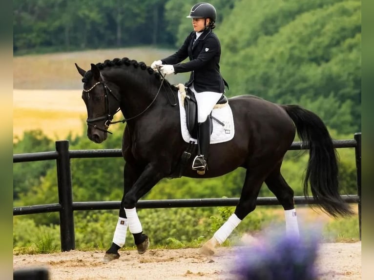 Andere Rassen Hengst 8 Jaar 170 cm Zwart in Vesthimmerland, Aalborg