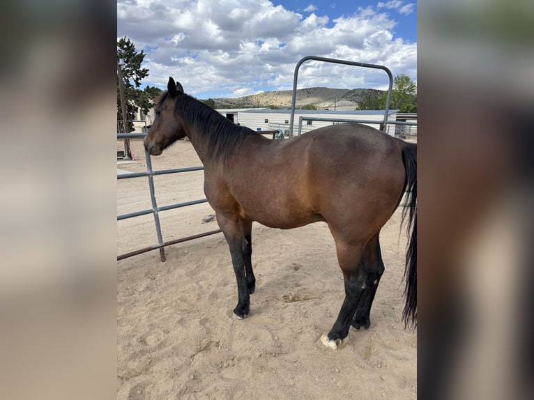 Andere Rassen Hengst 8 Jaar Bruin in Reno