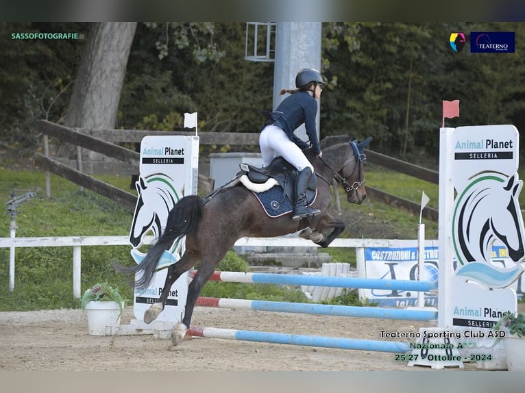 Andere Rassen Mix Hengst 9 Jaar 138 cm Roan-Blue in Lanciano