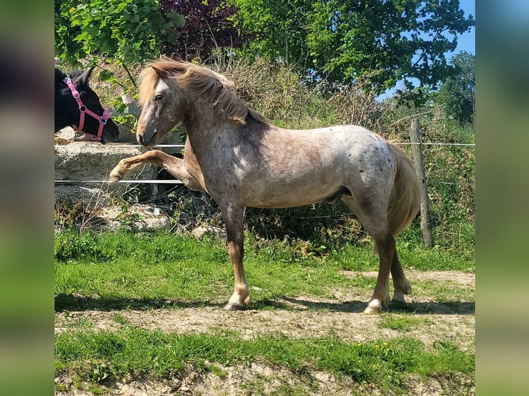 Andere Rassen Hengst Appaloosa in Le Havre