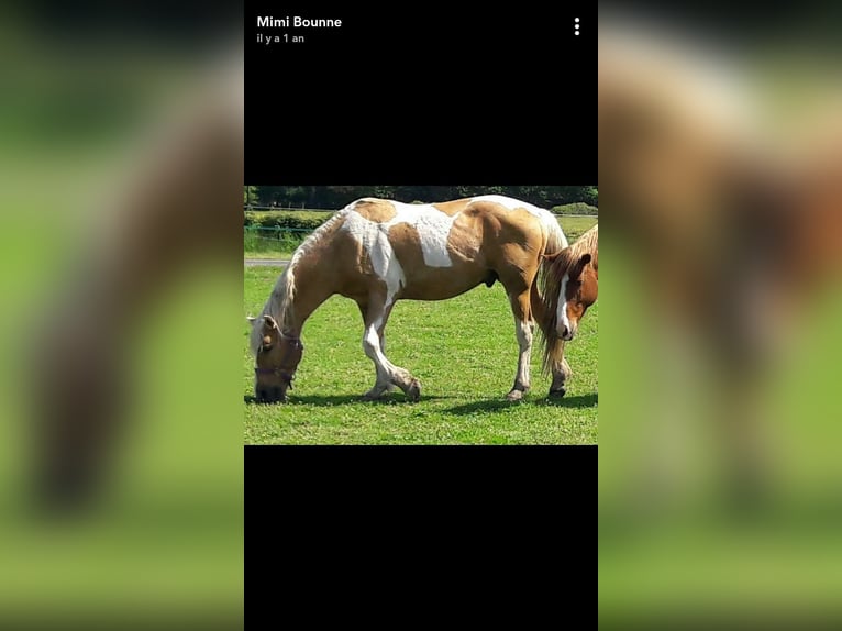Andere Rassen Mix Hengst Gevlekt-paard in Bordeaux