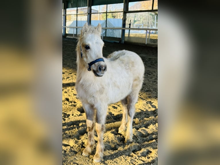 Andere Rassen Hengst Veulen (01/2026) 100 cm Palomino in Bergamo